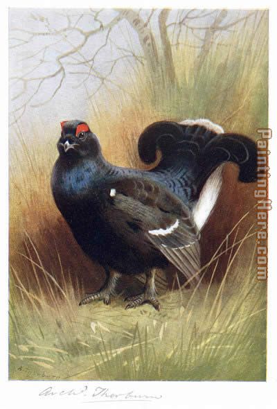 Blackcock painting - Archibald Thorburn Blackcock art painting